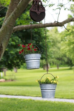 Kırmızı ve sarı petunyaların metal kovalar bir ağaç dalına asılı