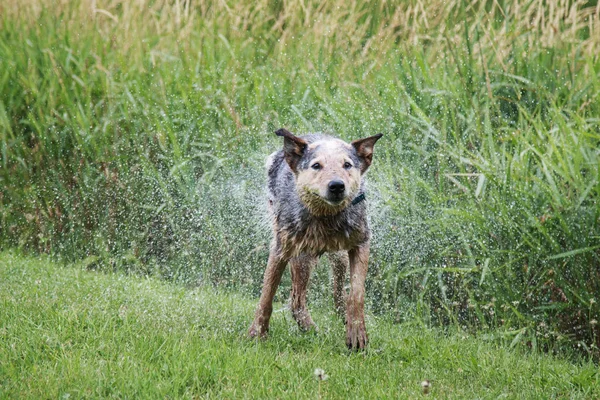 Australian Cattle Dog Abanando Água Lagoa Depois Dar Mergulho — Fotografia de Stock