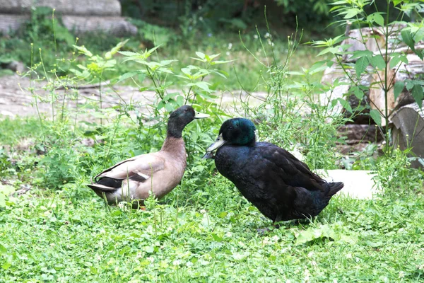 Patos Marrons Pretos Andando Pelo Quintal — Fotografia de Stock