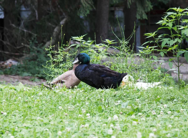 Bahçede yürüyen parlak tüylü siyah ördek