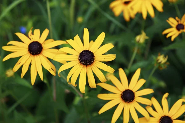 Siyah Gözlü Susan bahçede