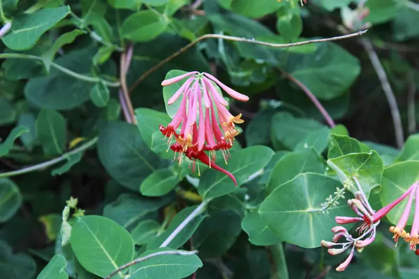 Blanche Sandman Hanımeli çalı