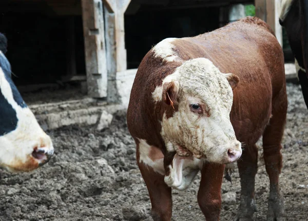 Genç Kahverengi ve Beyaz Boğa çamurlu bir kalemiçinde