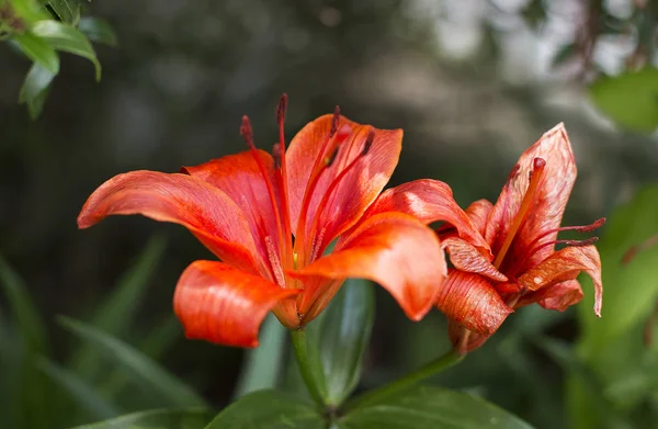 Helder Oranje Lelie Een Tuin — Stockfoto