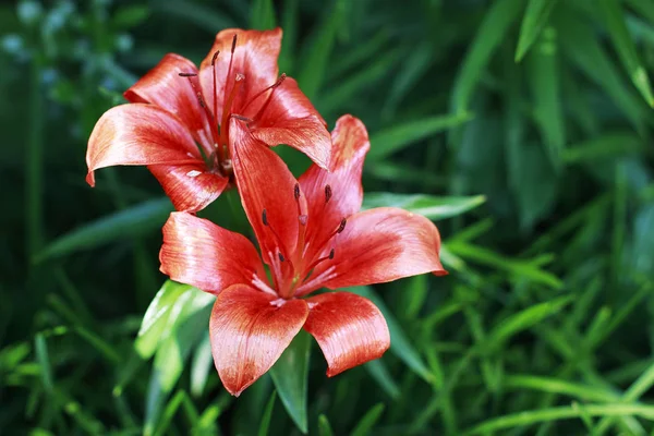 Ljusa Apelsin Lilja Blommor Trädgård — Stockfoto