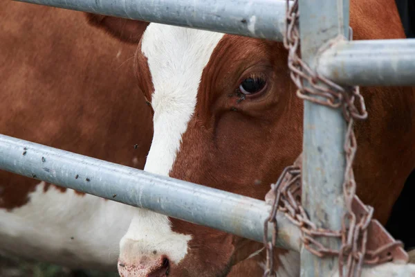 Kahverengi ve Beyaz İnek kapının metal çubuklar ile gözetleme