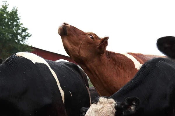 Kahverengi ve Beyaz İnek boynunu germe ve havada mooing