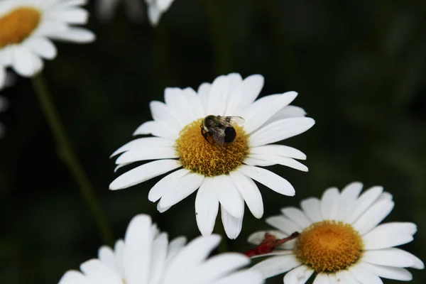Güneşli bir günde bahçede beyaz papatya blooming bumble arı