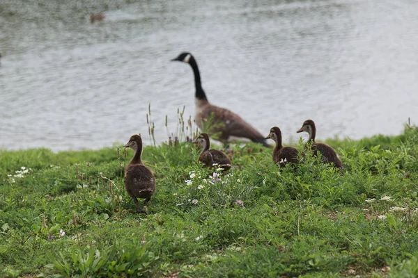 Small Group Brown Ducklings Walking Pond Sunny Day — Stock Photo, Image