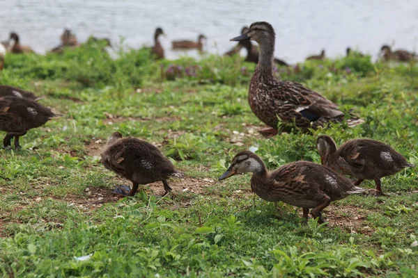 Brun Mor Anka Och Ankungar Går Gräset Solig Dag — Stockfoto