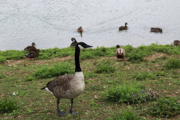 Canadian Goose Taking Walk Bank River Sunny Day — Stock Photo, Image