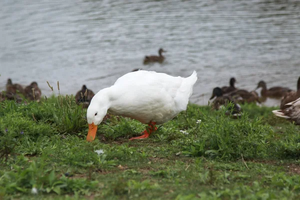 Güneşli bir günde çimenlerde yiyecek arayan tombul beyaz ördek.