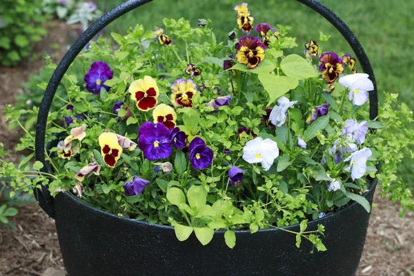 Siyah Metal Kova renkli Pansies.