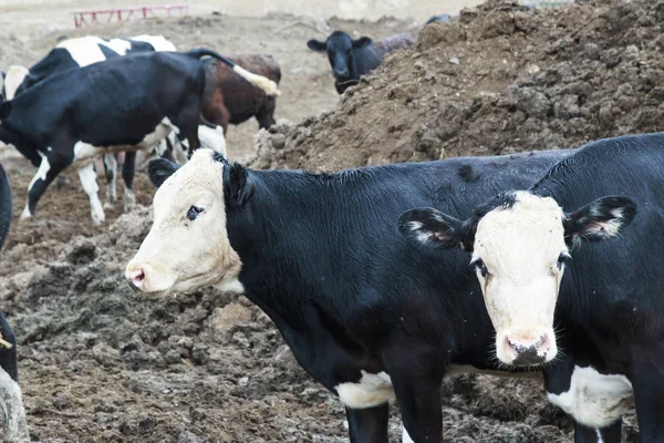 Islak ve kirli inekler çamurlu bir tükenmez kalemle.