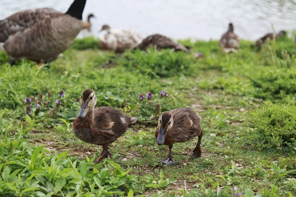 Cute Brown Ducklings Walking Grass Sunny Day — Stock Photo, Image