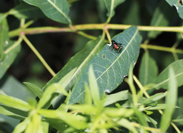 Yeşil yaprak üzerinde Dogbane Beetles