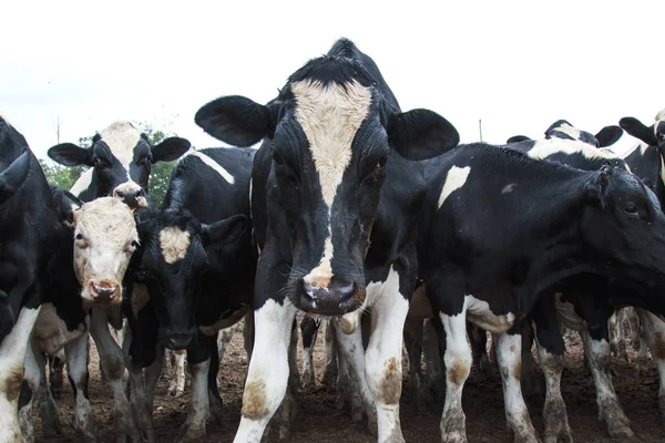 Çamurlu Tarlada Siyah Beyaz İnekler Grubu