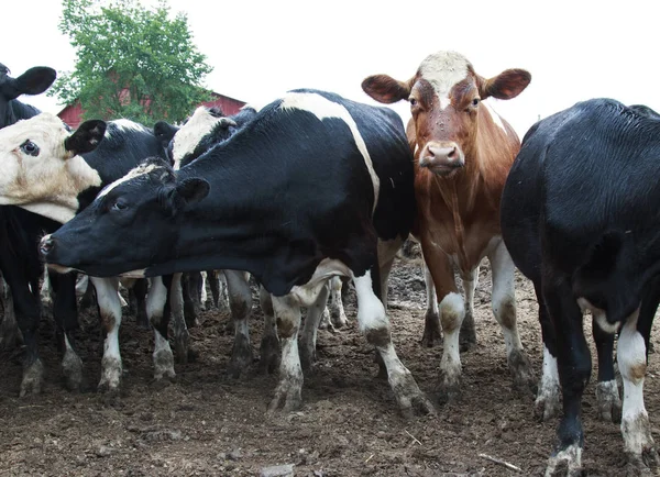 Çamurlu Tarlada Siyah Beyaz İnekler Grubu