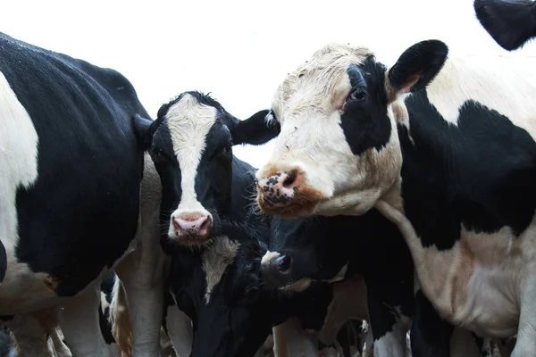 Meraklı Siyah Beyaz İnekler Grubu fotoğrafçı bakıyor