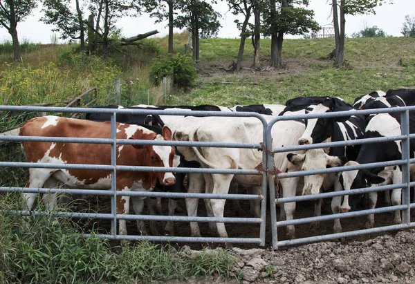 Kahverengi, beyaz ve siyah dümen inekler metal bir kapının arkasında