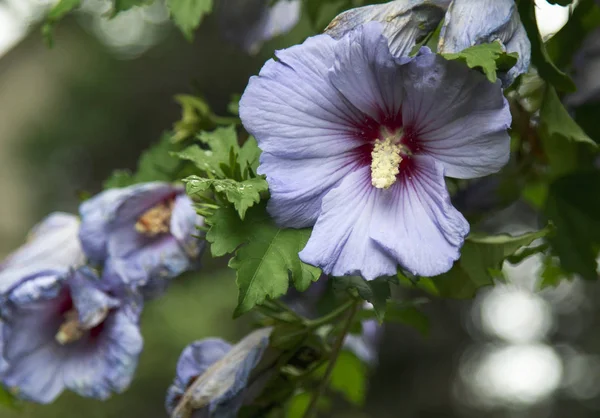 Lavendel Roos Van Sharon Flower Bloeit Een Zonnige Dag — Stockfoto