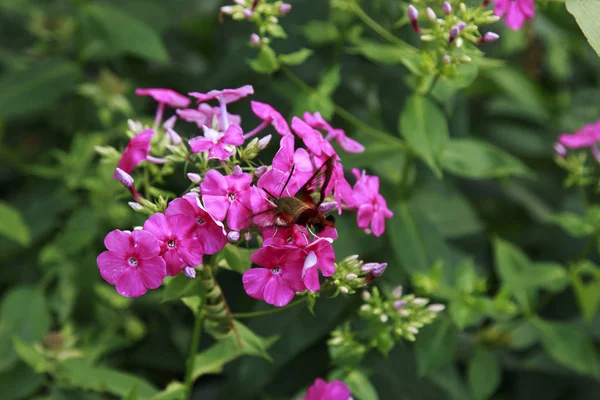Hummingbird Moth Smuttar Nektar Från Pink Phlox — Stockfoto