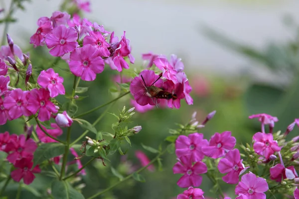 Hummingbird Moth Nectaring Pink Phlox — Stockfoto