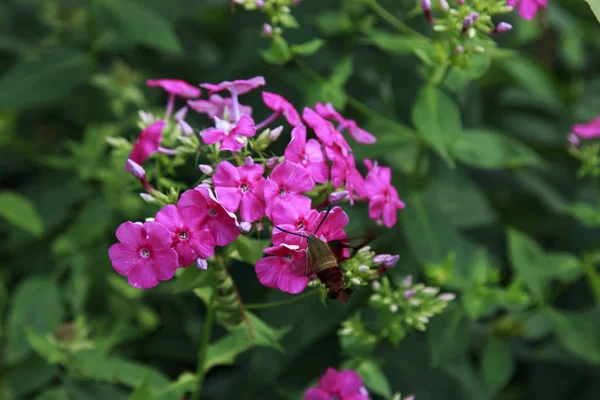 Polilla Colibrí Sorbiendo Néctar Pink Phlox —  Fotos de Stock