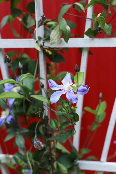 Lavendel Clematis Klimmen Een Trellis Met Rode Achtergrond — Stockfoto