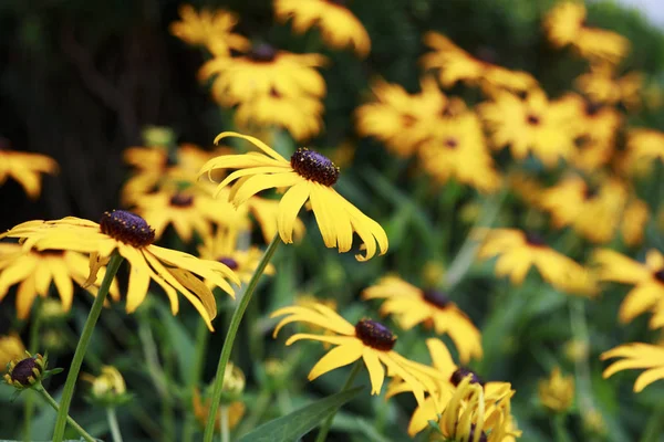 Bir alanda çok güzel Siyah gözlü susanlar
