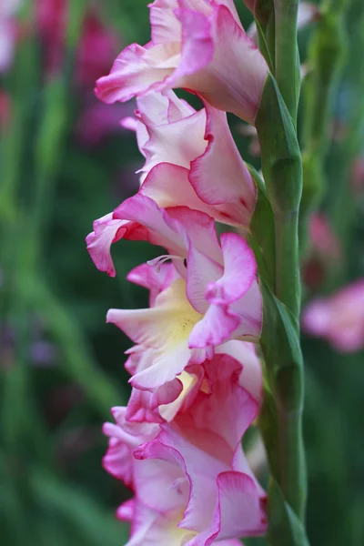 Leeuwenbek Bloemen Bloei — Stockfoto