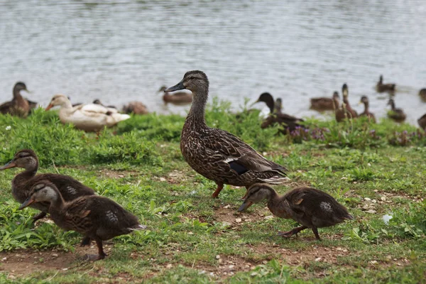 在一个阳光明媚的日子里 鸭子妈妈和她的小鸭在池塘边散步 — 图库照片