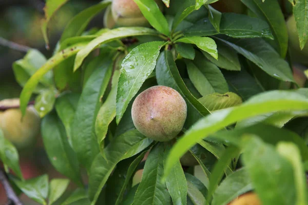 Bir ağaçta asılı Olgun şeftali