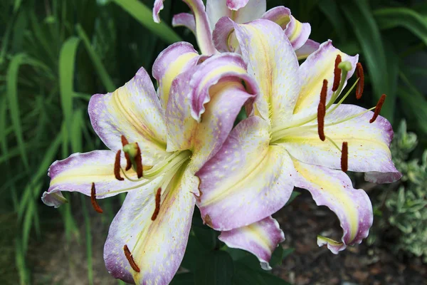 Veelkleurige Lily Hemerocallis Een Tuin — Stockfoto