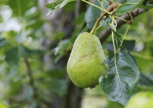 Yeşil armut armut ağaçta asılı.