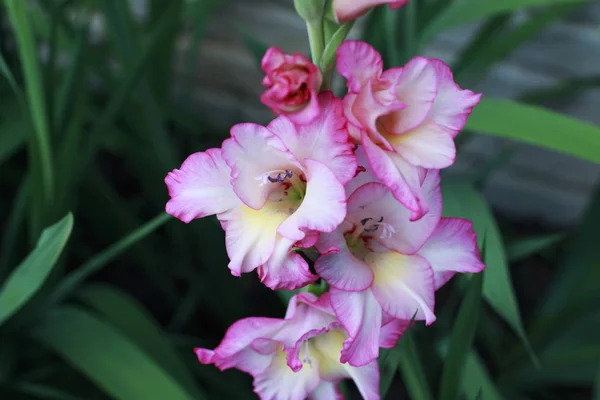 Rózsaszín Snapdragons Virágzik Kertben — Stock Fotó