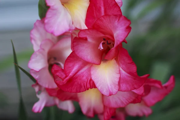 Roze Bloemen Van Leeuwebek Een Tuin — Stockfoto