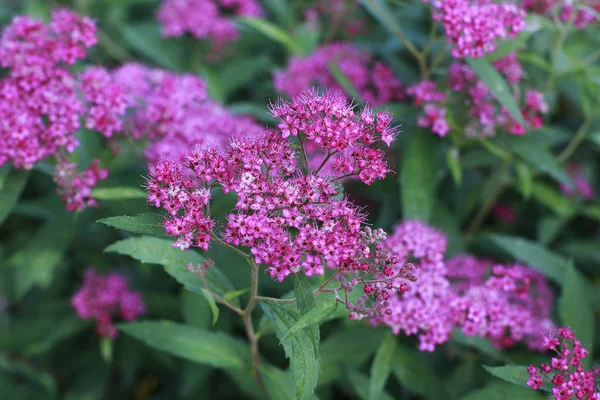 Pembe Japon alanlara çiçek Bahçe
