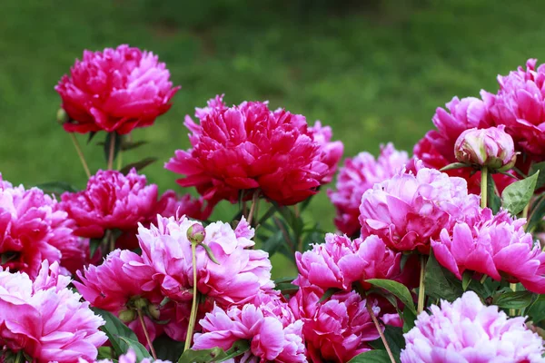 Bir bahçe şakayık çiçekleri pembe.