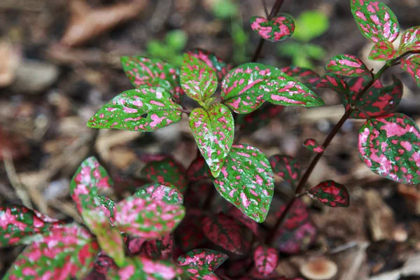 Hypoestes Pembe Polka Dot yaprakları