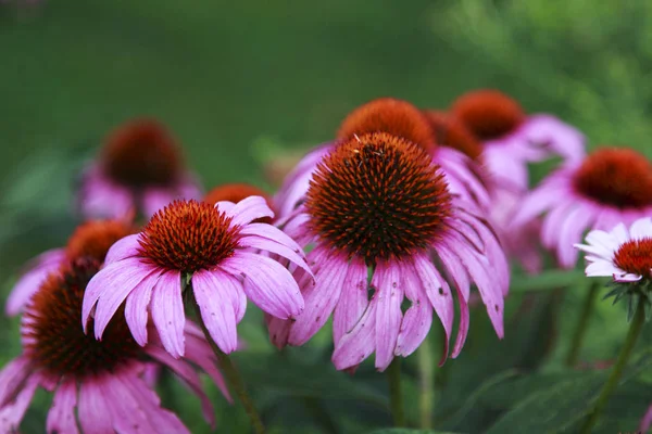 Mor Coneflower (Echinacea) bir alanda büyüyen