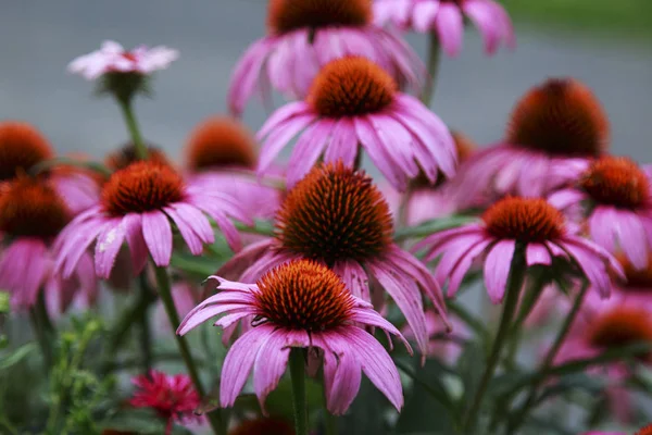 Mor Coneflowers (Echinacea) bir alanda büyüyen