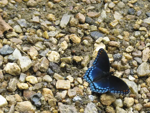 Kırmızı benekli mor kum ve küçük taşlar üzerinde dinlenme kelebek.