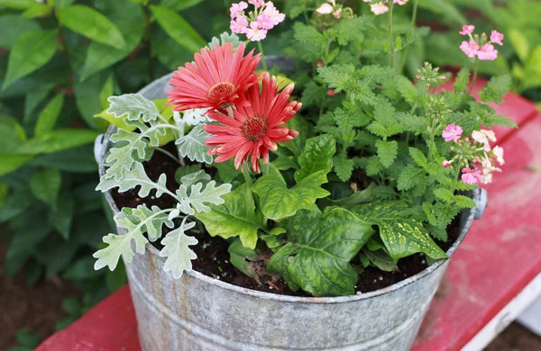 Kırmızı Gerber Daisies kırmızı bir Bank üzerinde metal bir kova