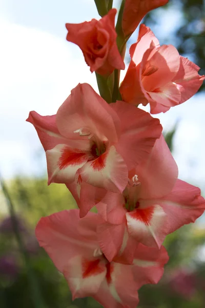 Alto Rosa Melocotón Gladiolo Flor Jardín Día Soleado —  Fotos de Stock