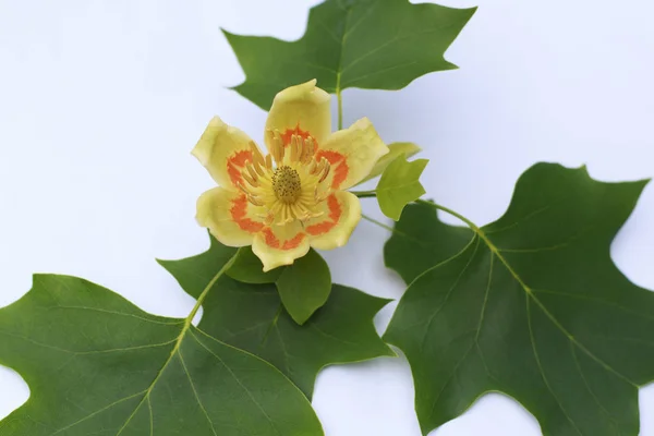 Sarı ve turuncu Liriodendron tulipifera lale kavak çiçek beyaz arka plan üzerinde