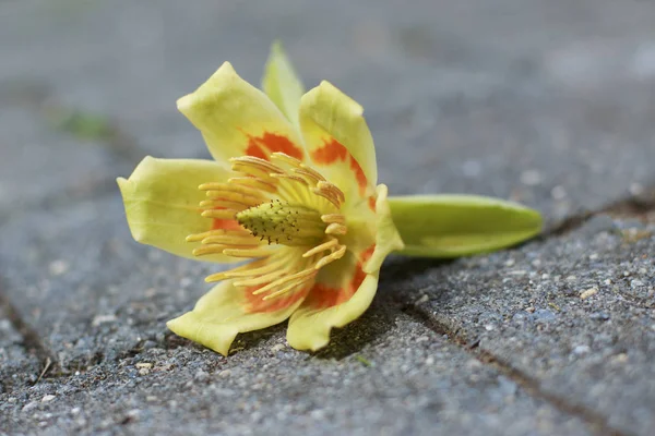 Sarı ve turuncu Liriodendron tulipifera lale kavak çiçek taş