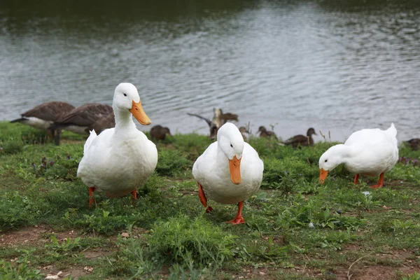 Drei Weiße Enten Watscheln Einem Sonnigen Tag Gras — Stockfoto