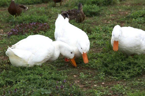 Três Bonitos Patos Brancos Comendo Ervilhas Chão — Fotografia de Stock