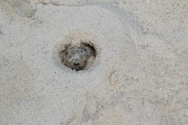 Küçük kurbağa dayak yemek için kum avcılık içinde